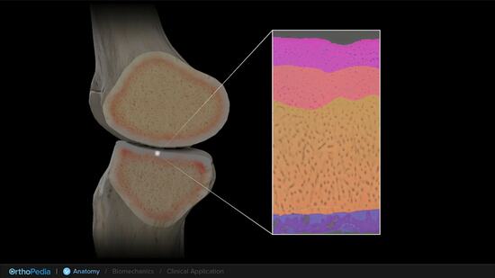 Anatomy of the Knee With Osteochondral Lesions : OrthoPedia