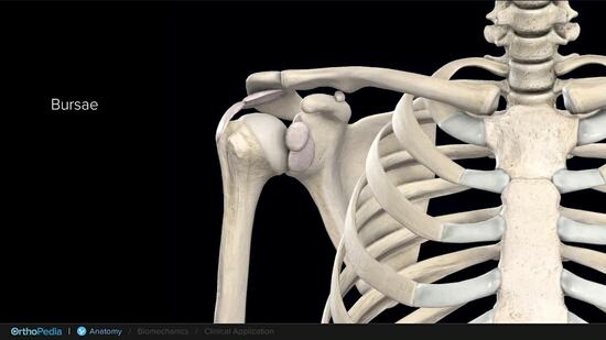 Posterior Rtc Anatomy of the Shoulder With Posterosuperior Rotator Cuff Tears ...